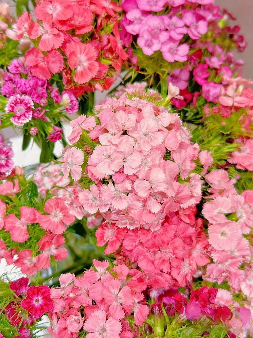 【香羿鲜花】 石竹梅 /全场任意满两单及以上包邮