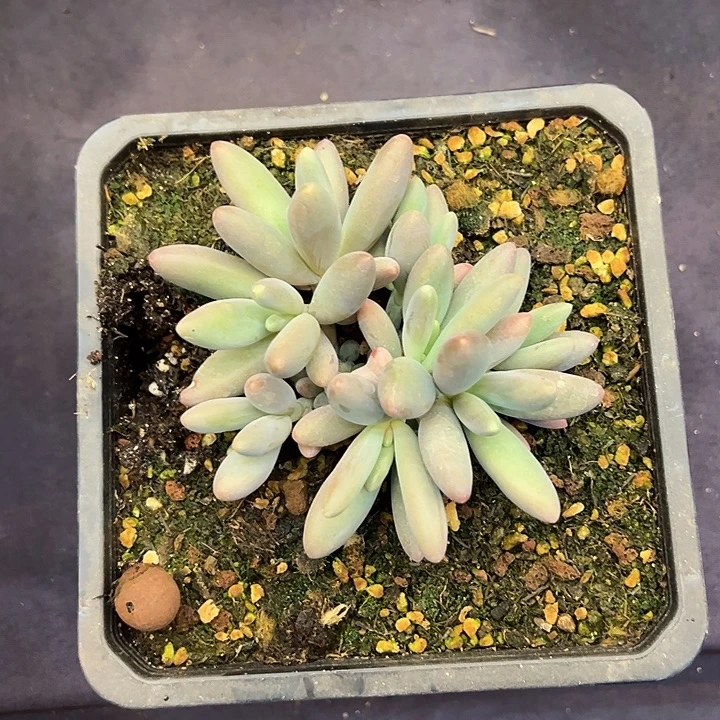 彩胖体烟火潜力股