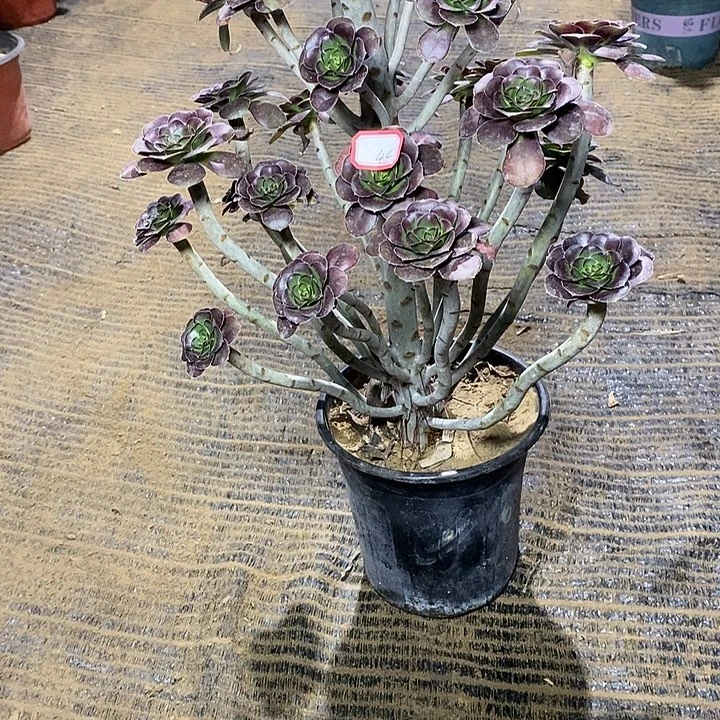 44，圆叶红酒杯多肉法师