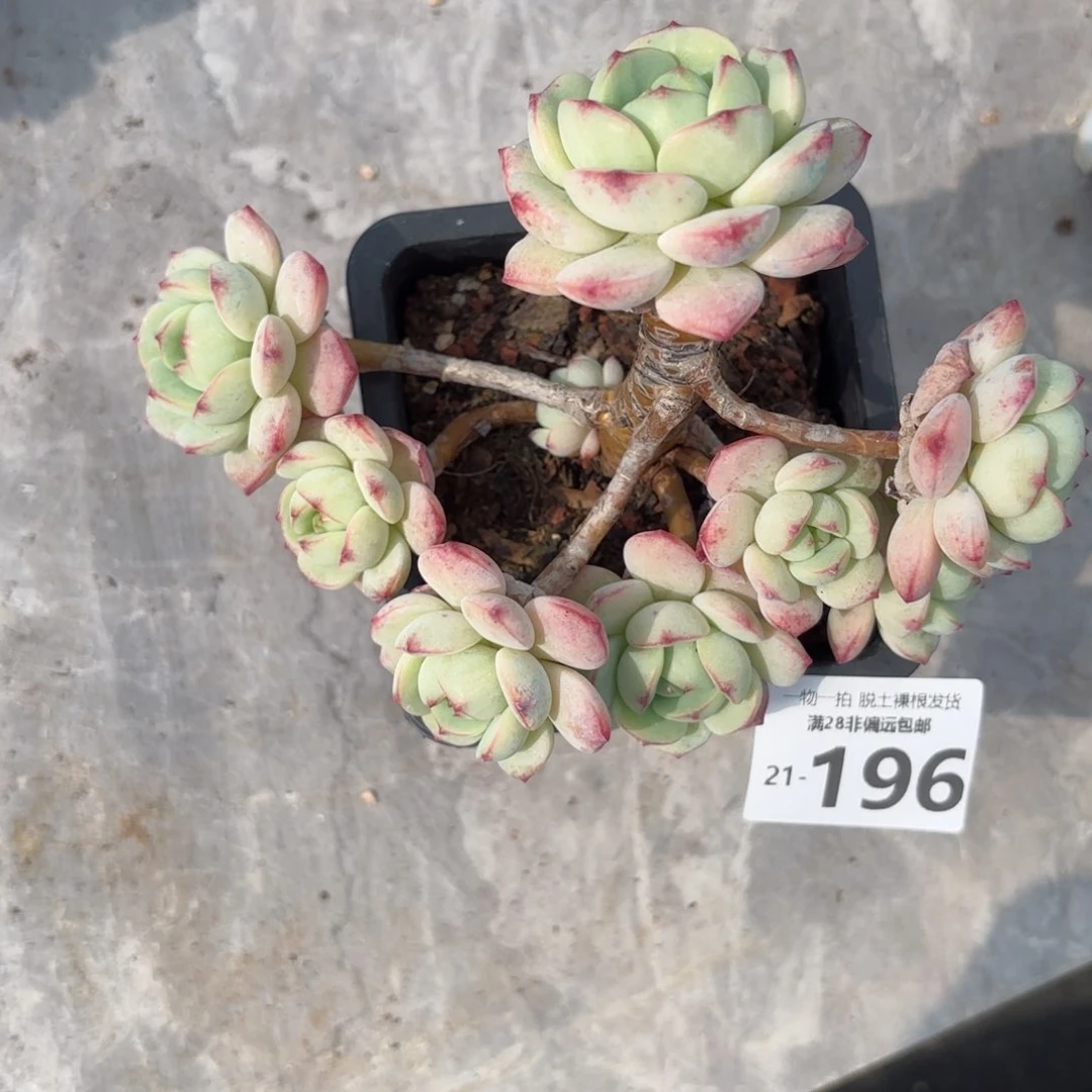 香草老桩多肉多肉