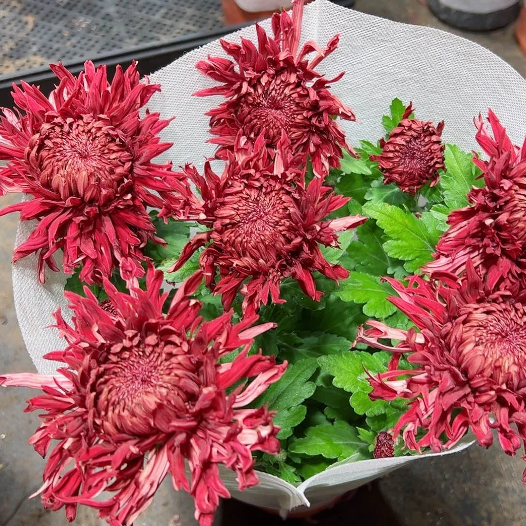 完全开放朱子蛟龙