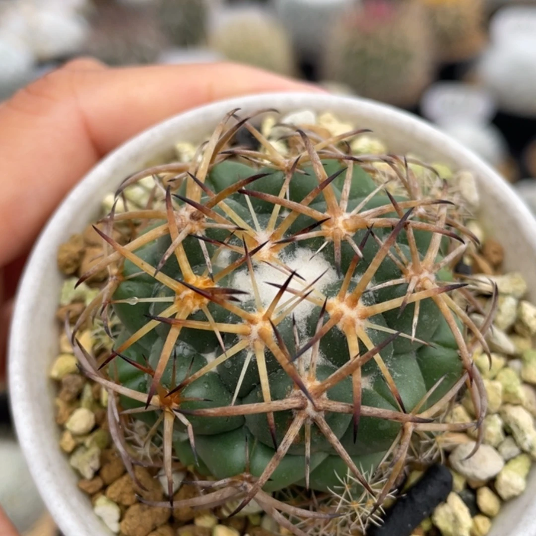 雪顶天司        实生根