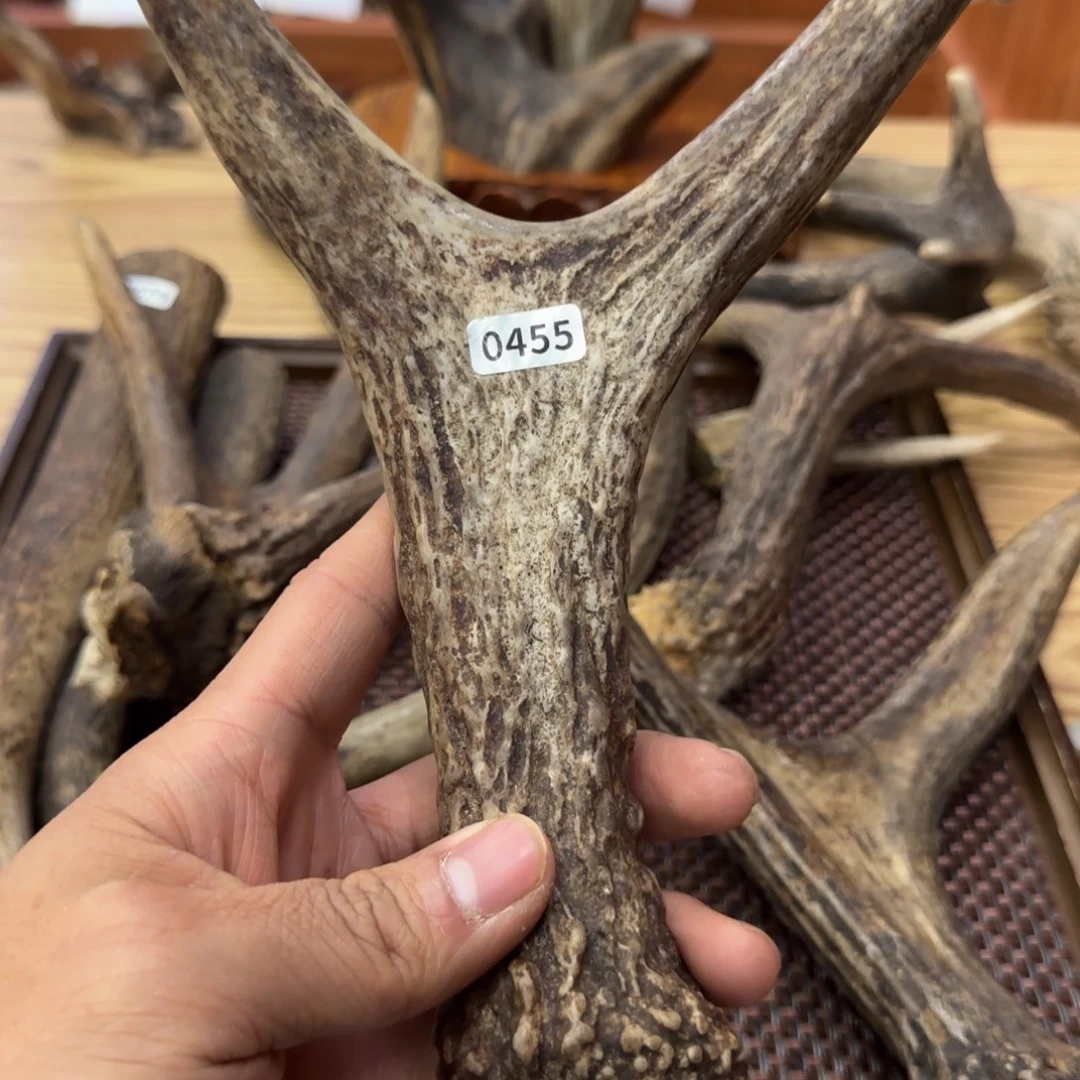 鹿骨其他0455 驼鹿角原叉