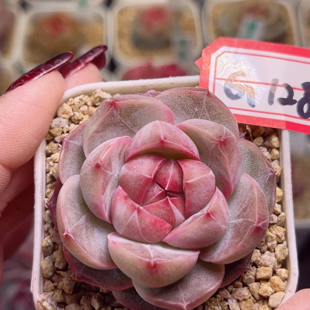 G128 一物一拍 紫瞳