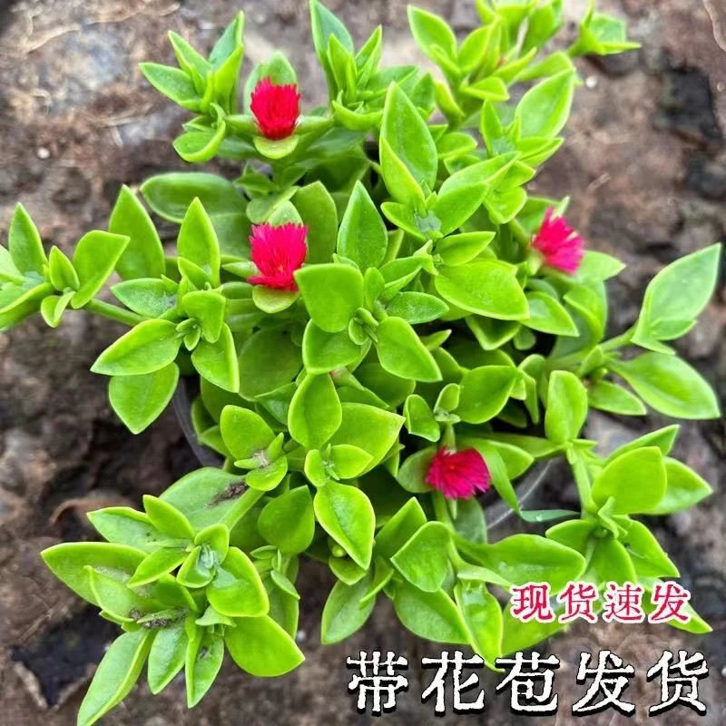 牡丹吊兰盆栽垂吊植物室内绿植净化空气吸甲醛好养花卉