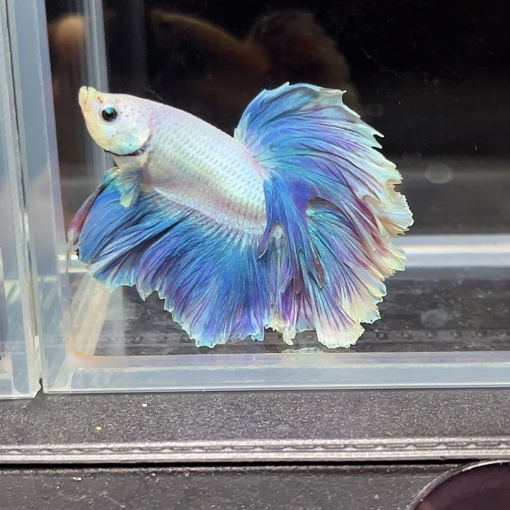 海水鱼11号玛卡龙超半月