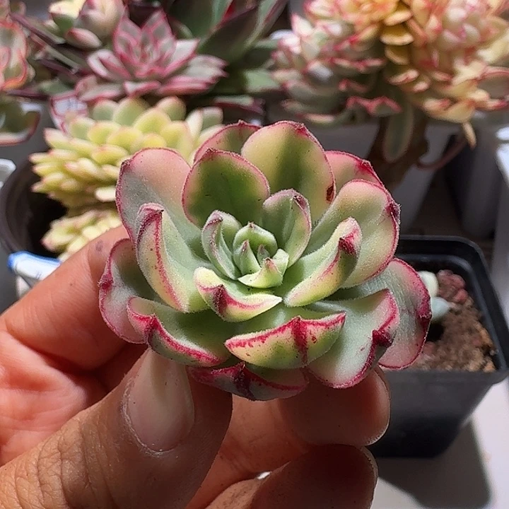 丹尼尔副轮锦锦锦