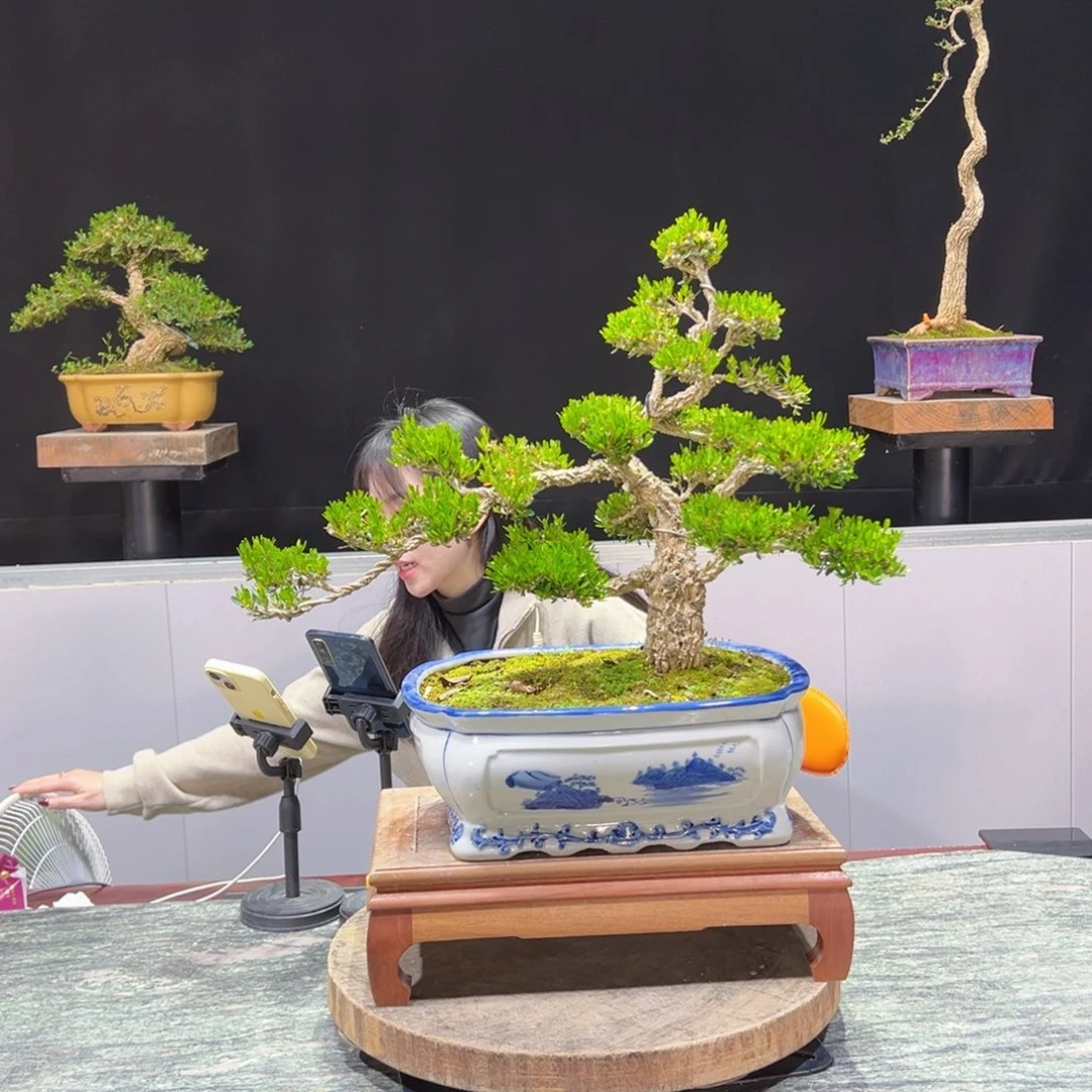 黄杨盆景老桩四季常青