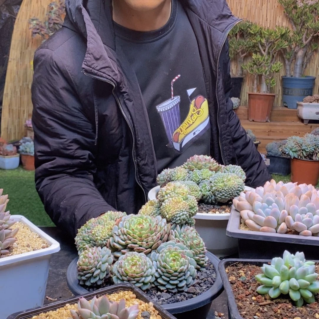 宁*148号白胖子缀多肉