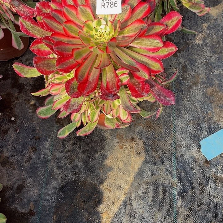 786多肉植物的生长