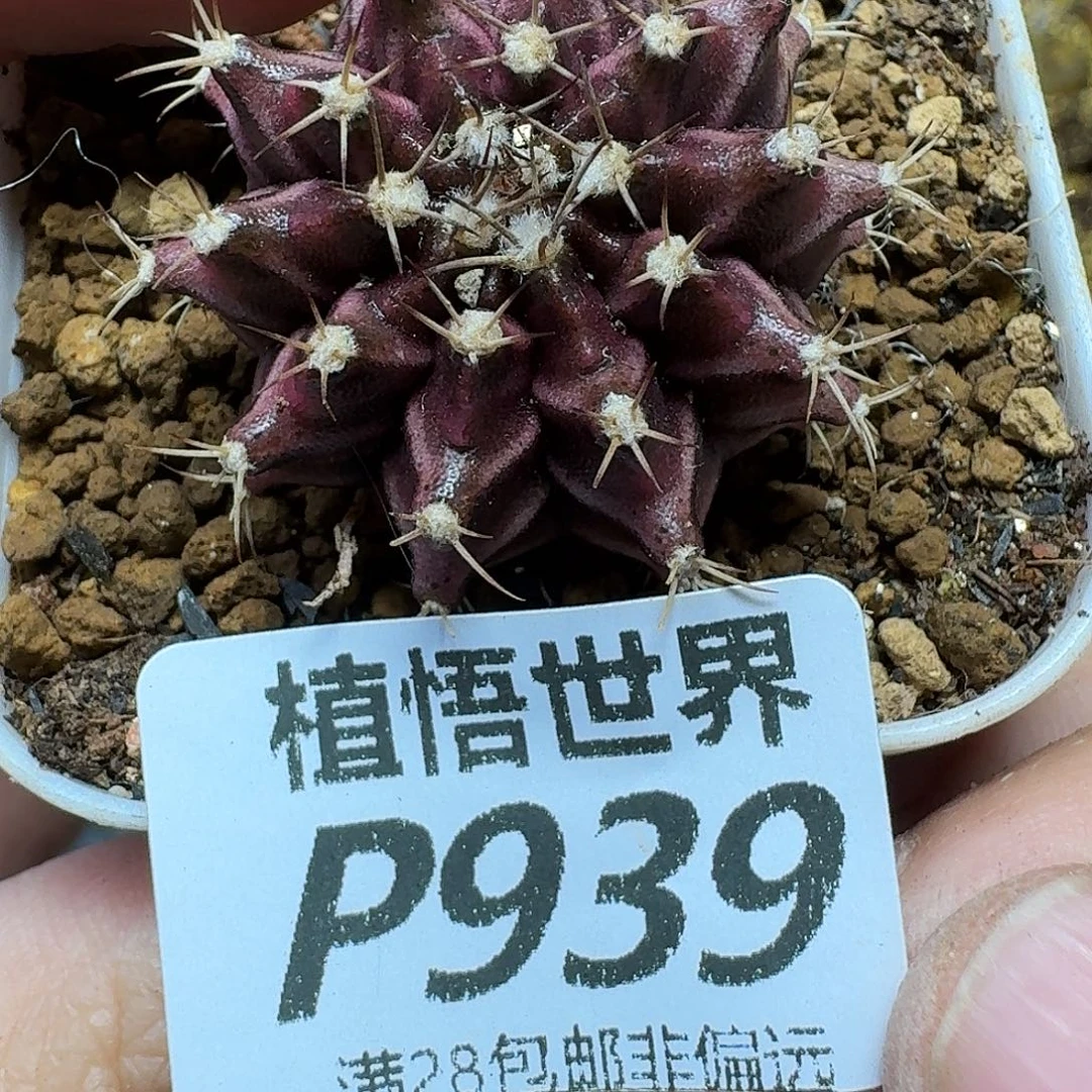 draw的啊哈哈的润泽egh