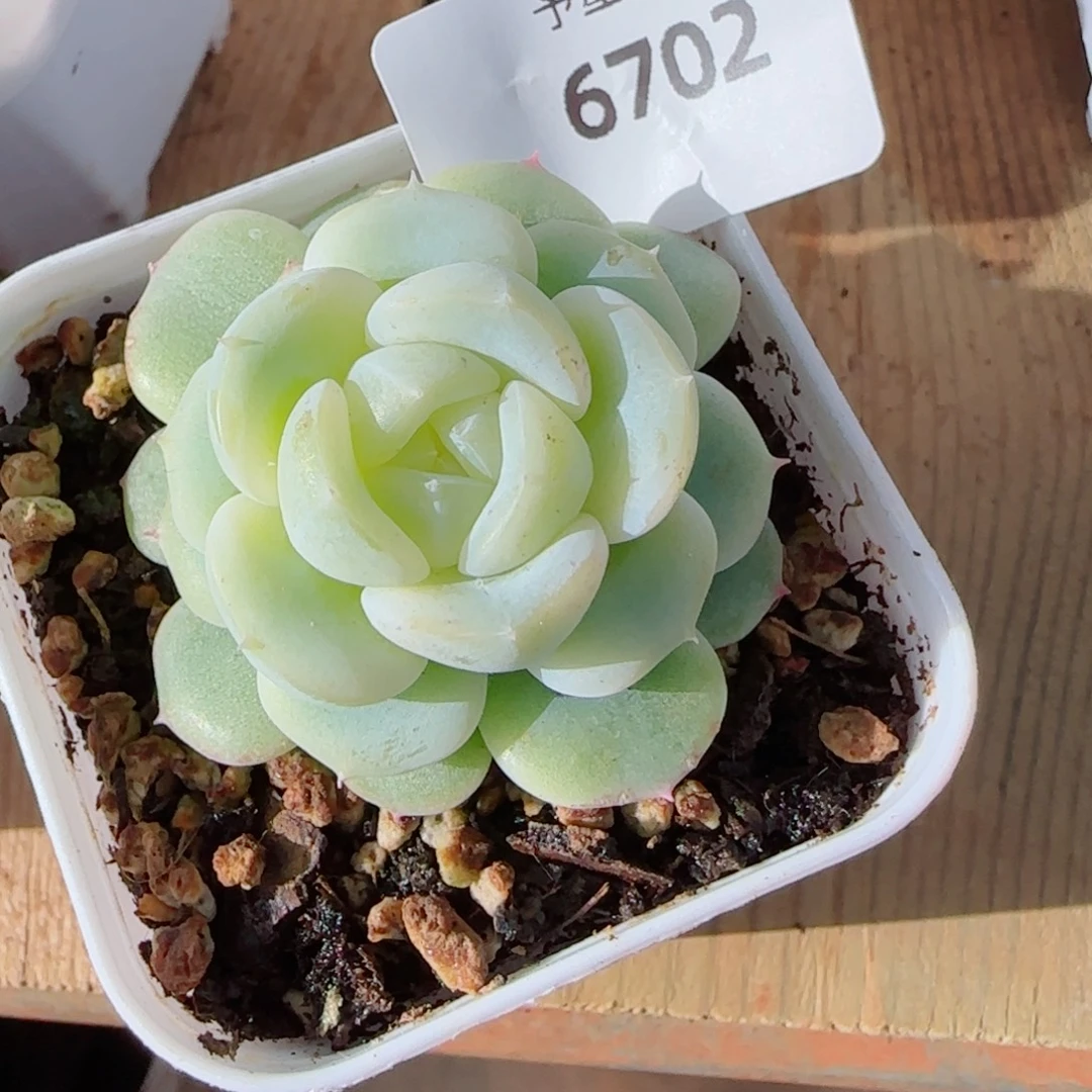 白财，6702多肉植物