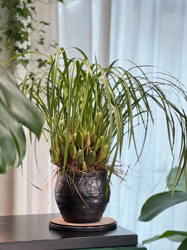 【咖啡兰】红色兰花耐寒爆花花期长室内阳台植物 云南直发