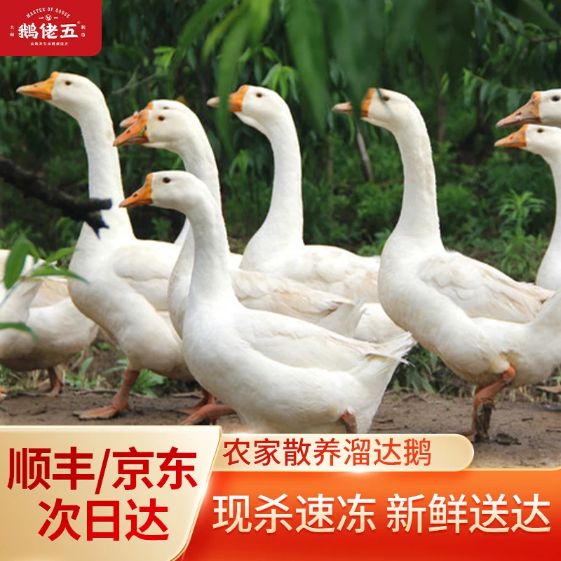 农家散养溜达鹅 仔鹅 2只毛重17-18斤 净重10斤以上 急冻锁鲜 带心肝发货(±100g）