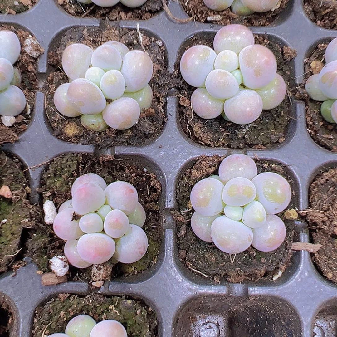 汤圆5个19包邮多肉植物