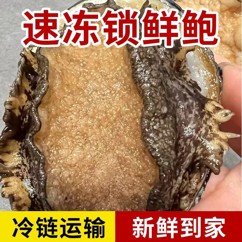 9头鲍27只3斤每只6-6.5cm东山岛速冻特大饱满活冻鲍鱼福建海鲜