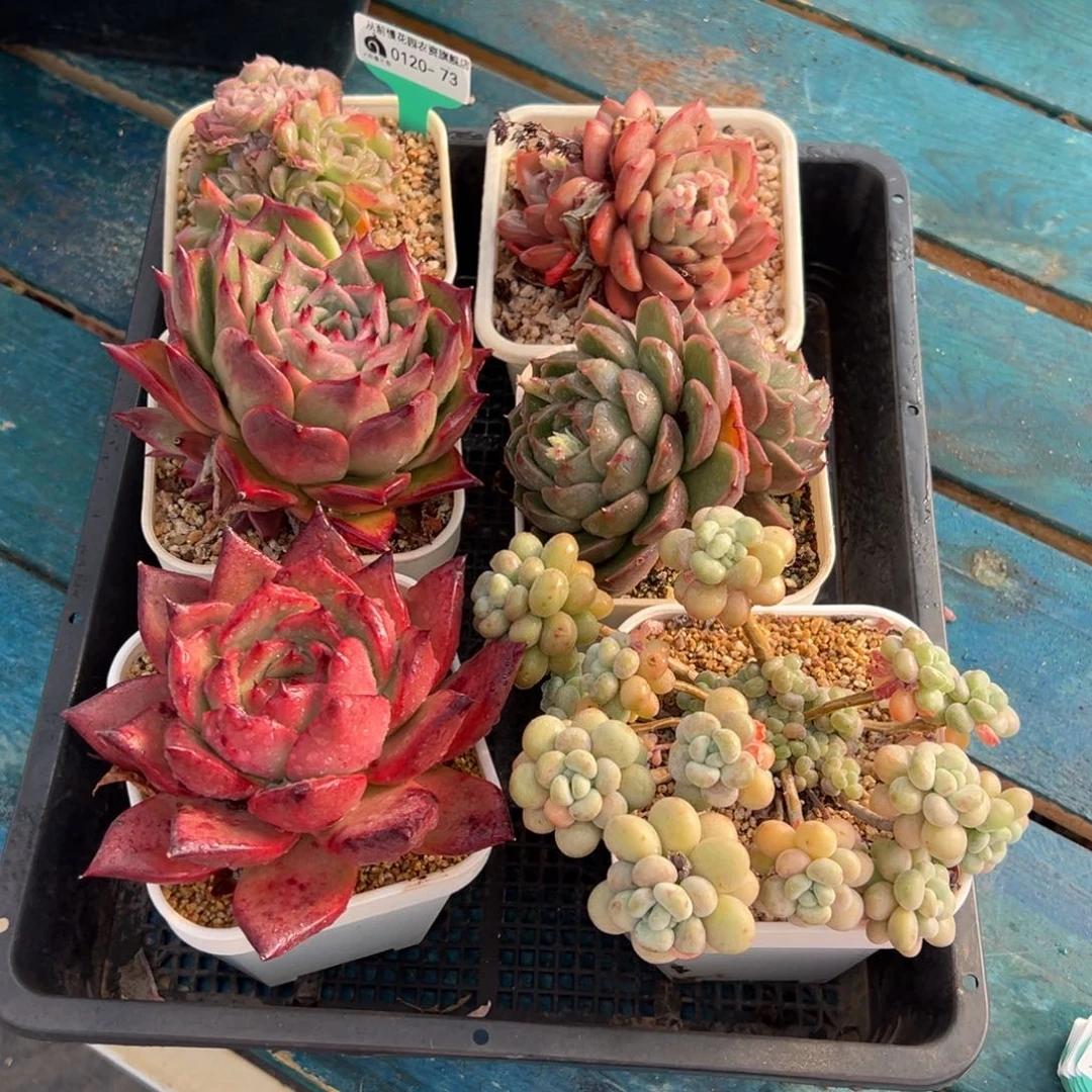 从前慢多肉精选编号0120.73