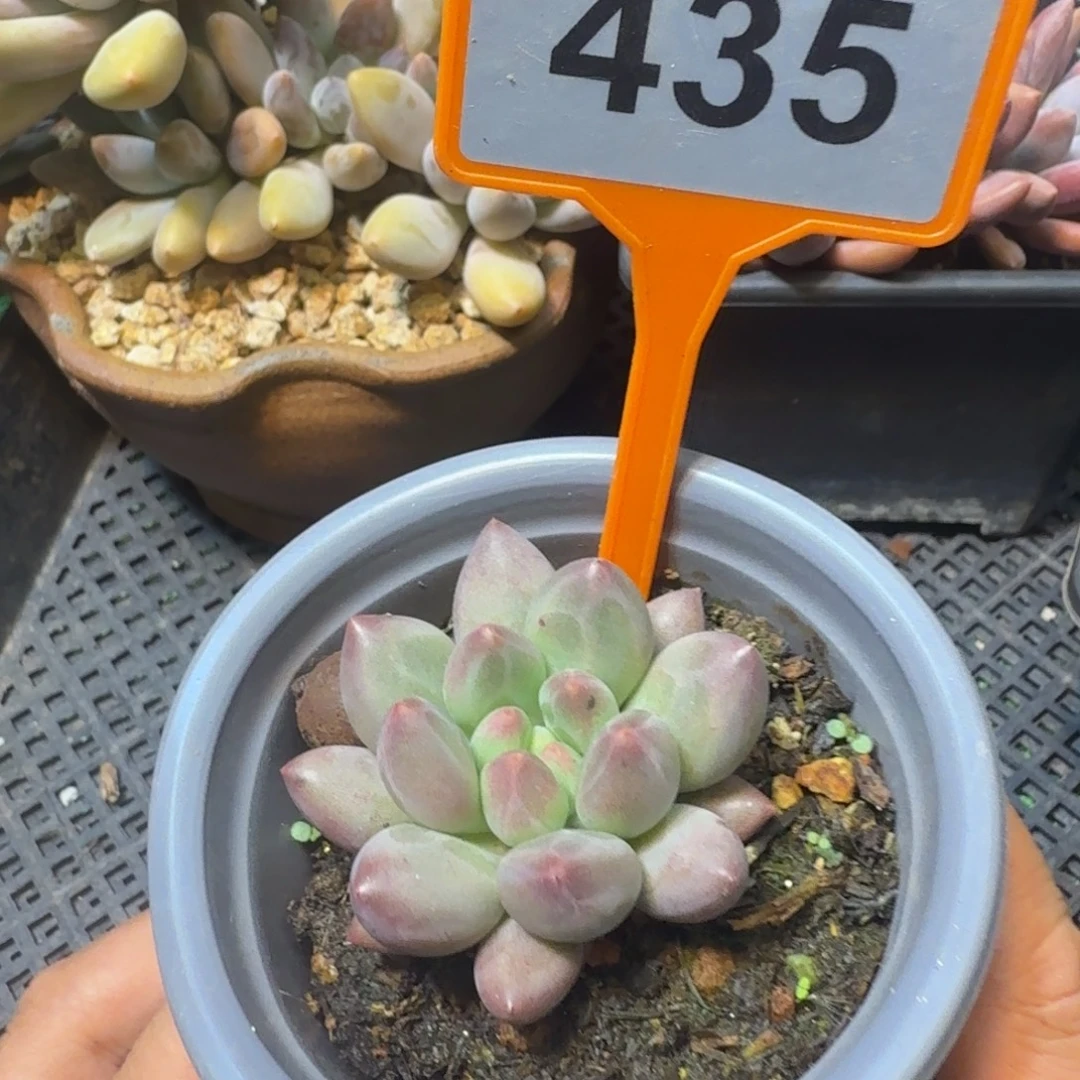 溜溜球多肉植物435
