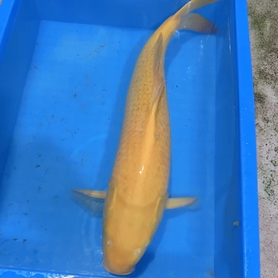赤木芒果芥子淡水鱼