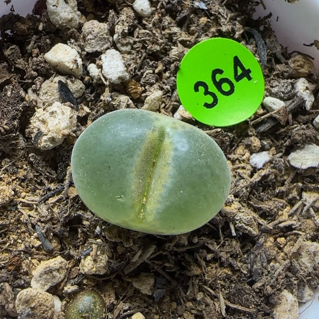 安格尼斯多肉植物364