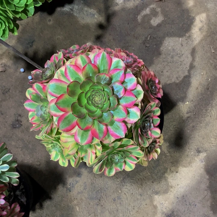 无花朵轮回00000000000