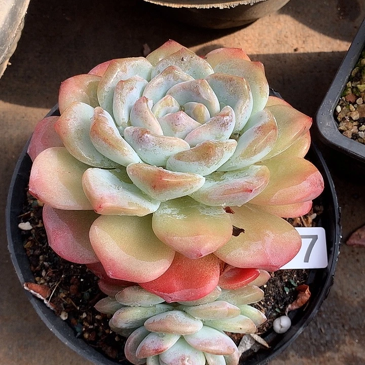 177 一物一拍多肉