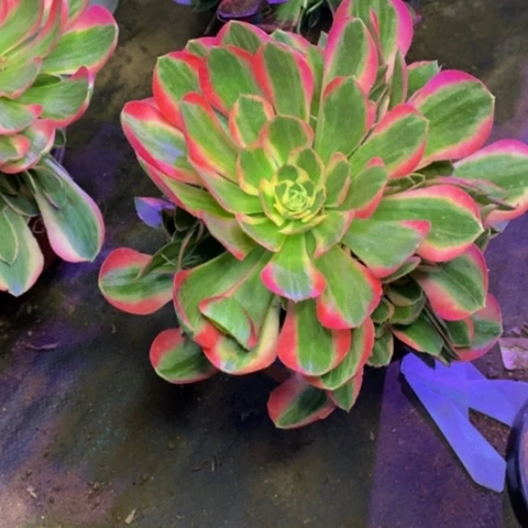 妖月多肉植物4683