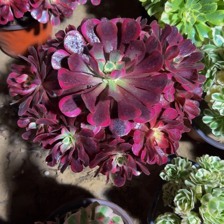 美杜莎周正脱土15.8