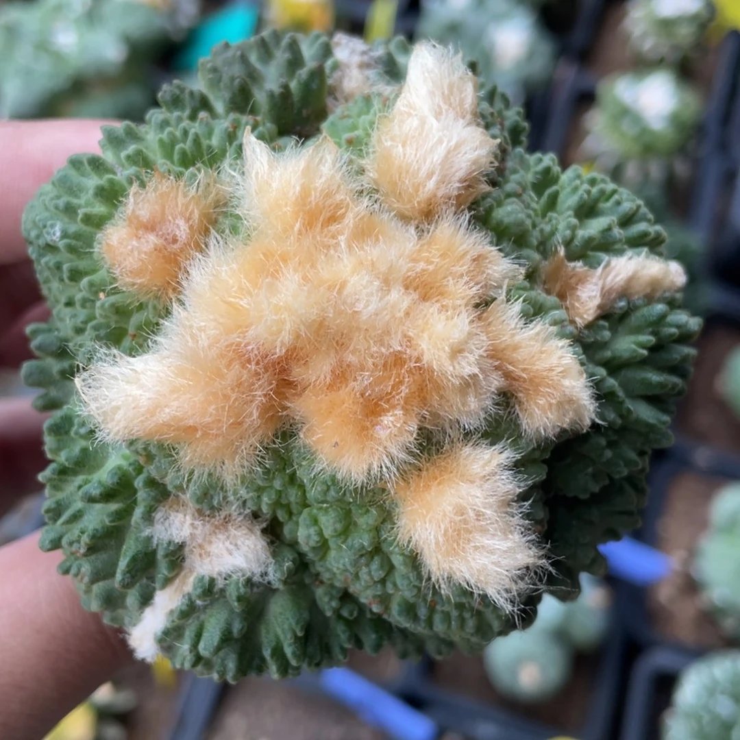 金毛哥斯拉牡丹102