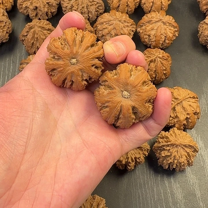 奋***。核桃突突的小可爱们快来