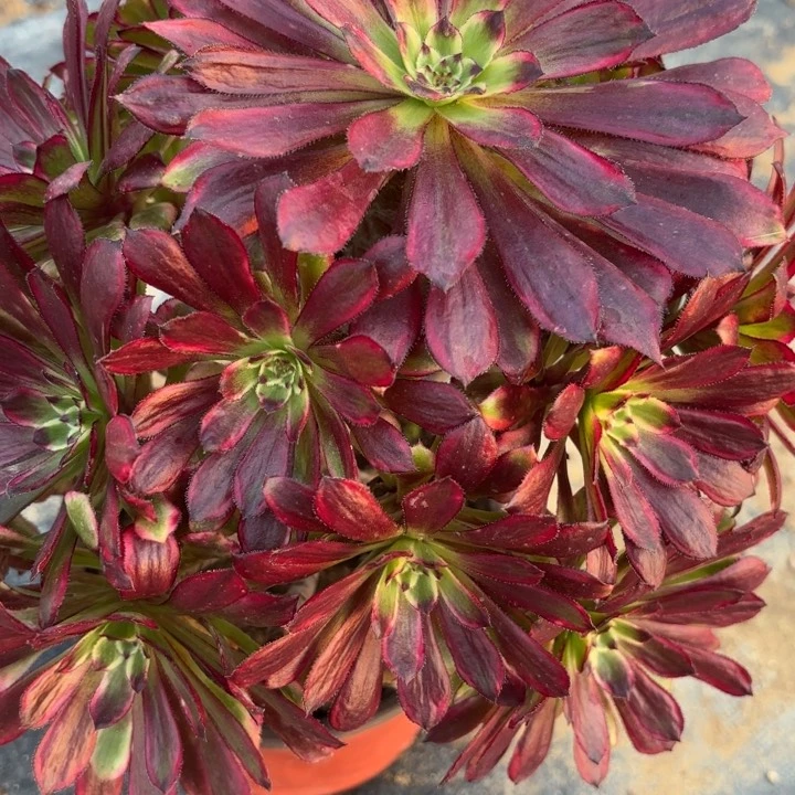 黑牡丹多肉断枝不包28