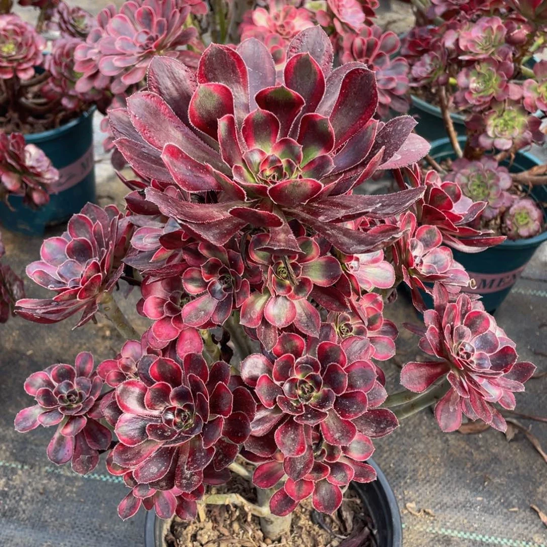 027香奈儿精品法师多肉