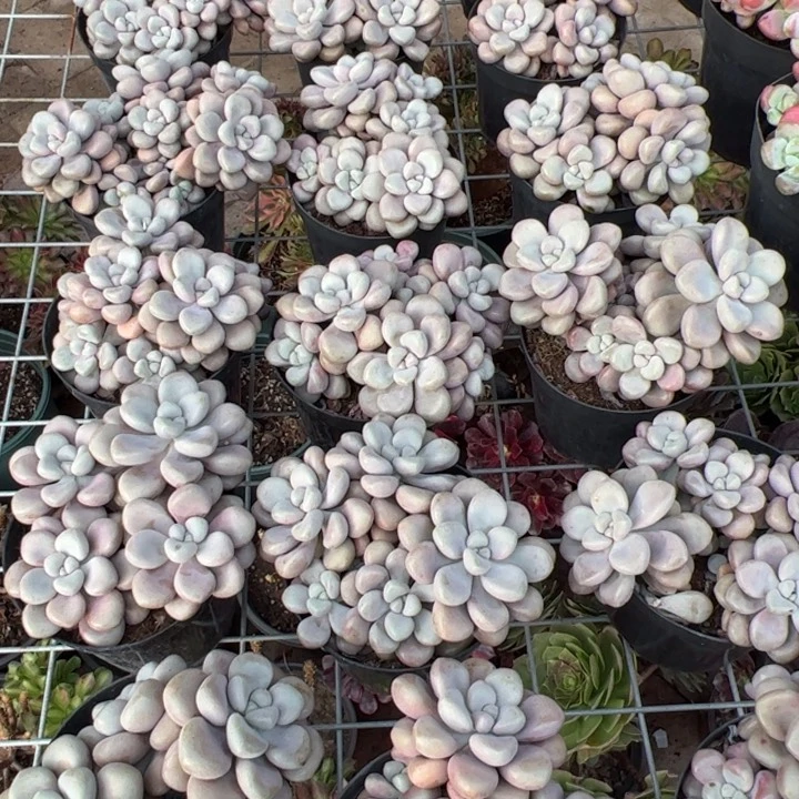 新疆包邮 艾伦群