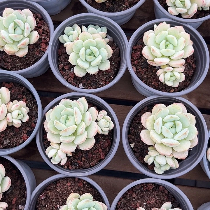 多头  香草  福利多多