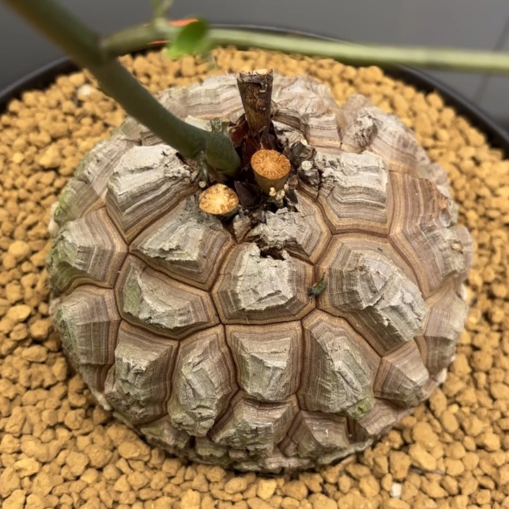 2001号龟甲龙带盆包邮尺寸