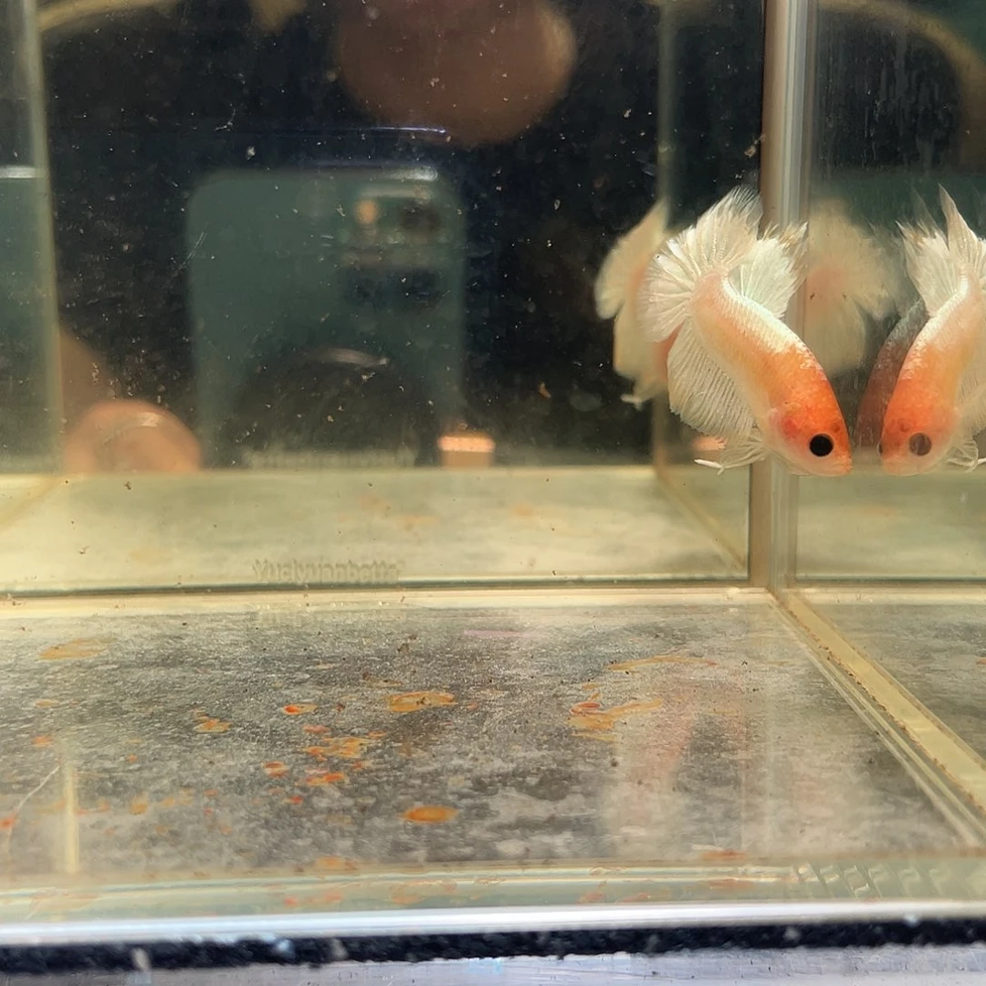 斗鱼九月十二日竞价