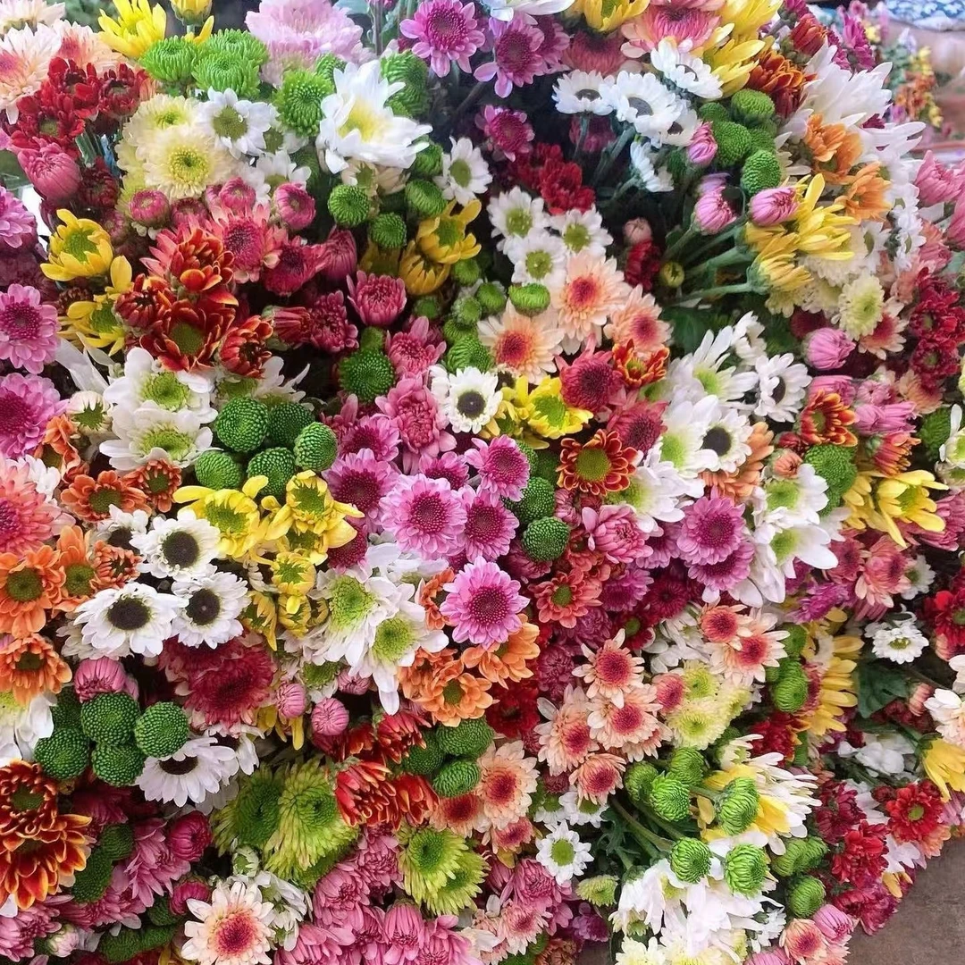 特价（鲜花次日达）5支混色小菊18块8（任意两单有小礼品）