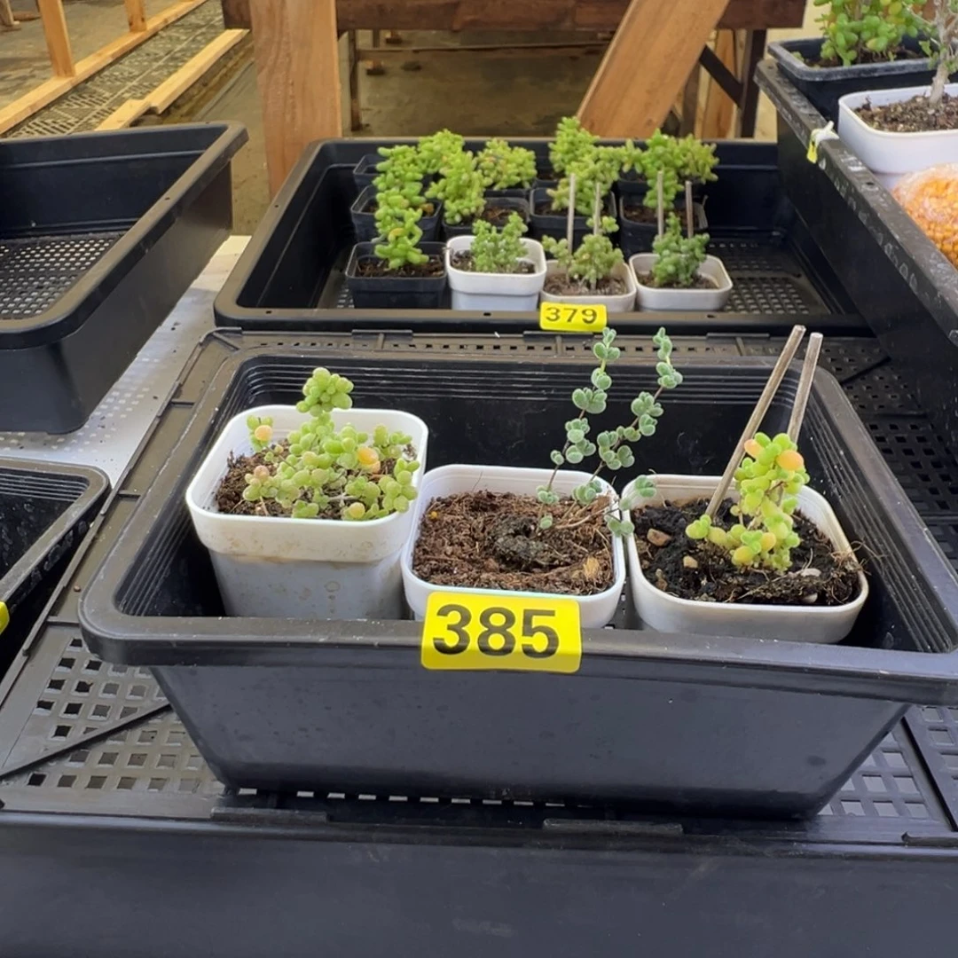 枝干番杏多肉植物385