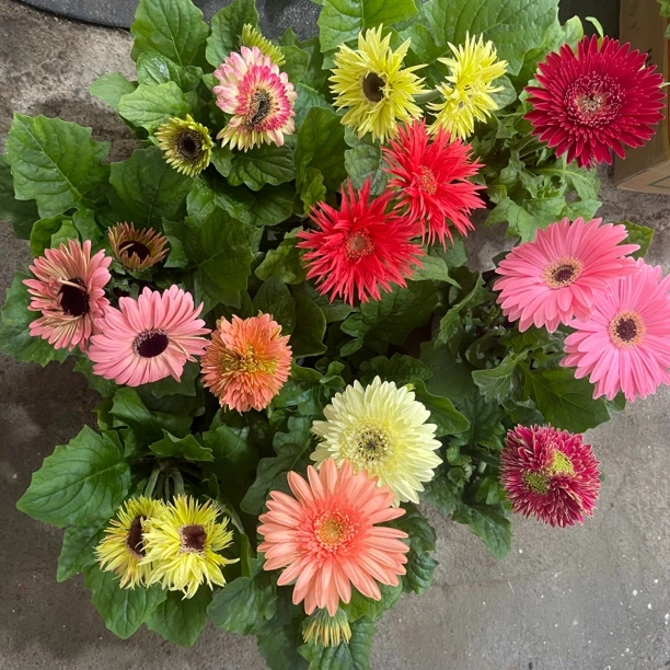 进口非洲菊盆栽带花苞，庭院阳台室内好养