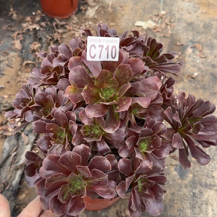 欧诺拉……多肉植物……