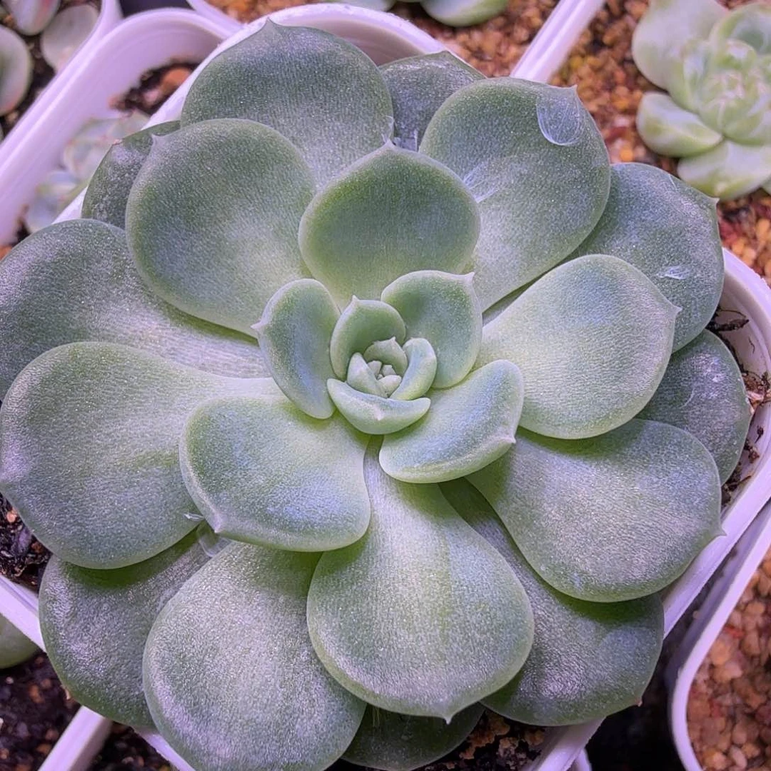 白月光一物一拍……