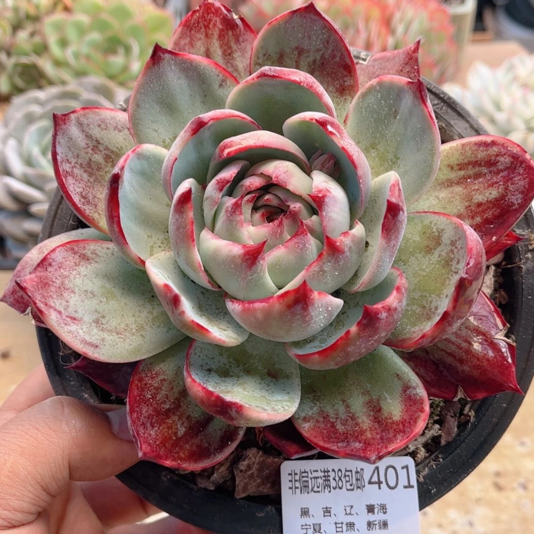 401惊鸿仙子德华多肉