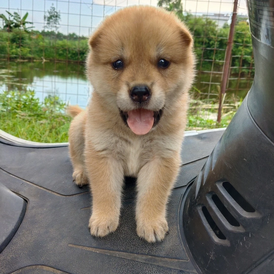 各种各样的田园犬