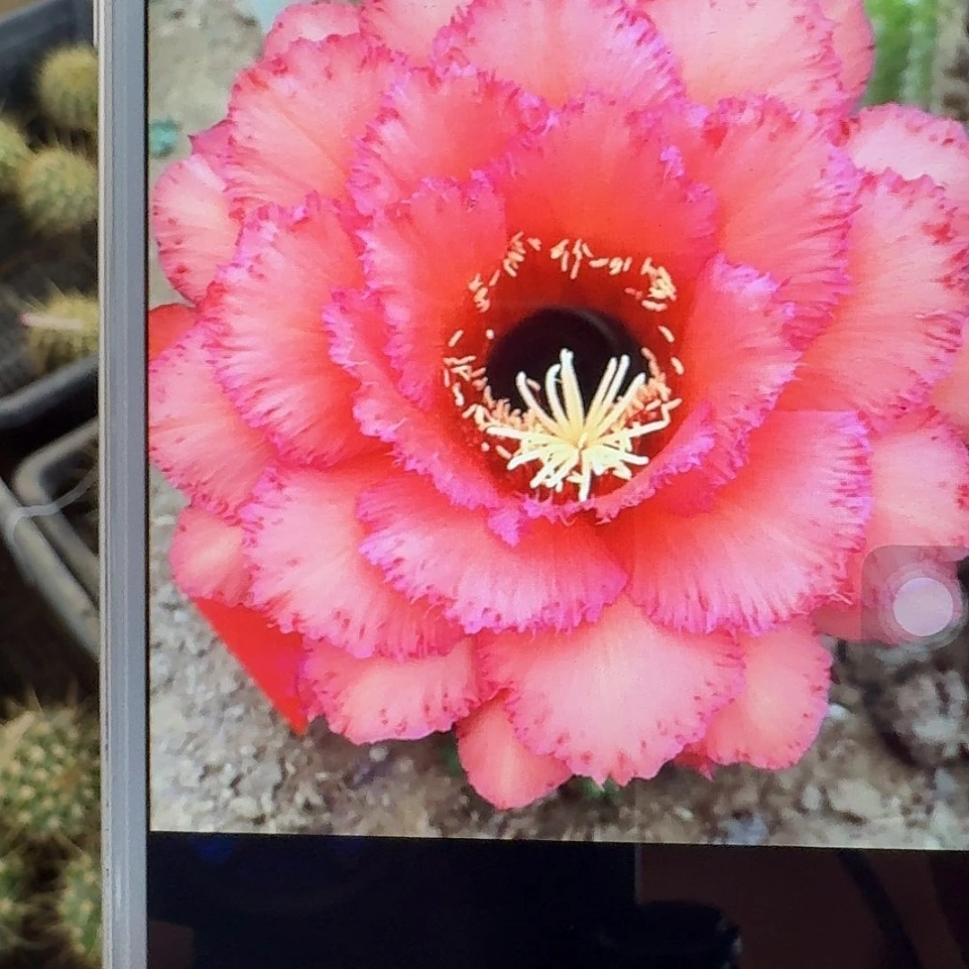 克斯丁侧芽5公分毛花柱仙人球