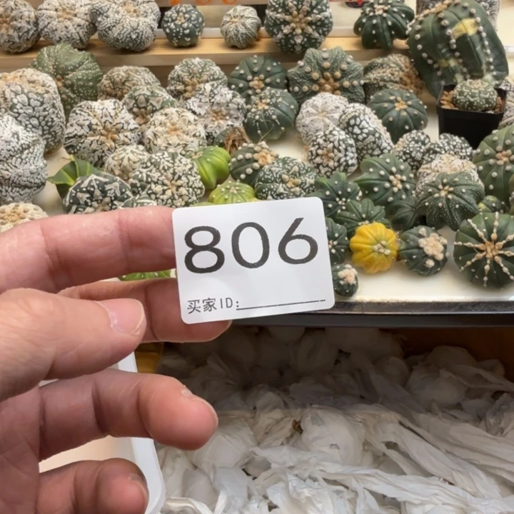 家***枝兜星球仙人球806号