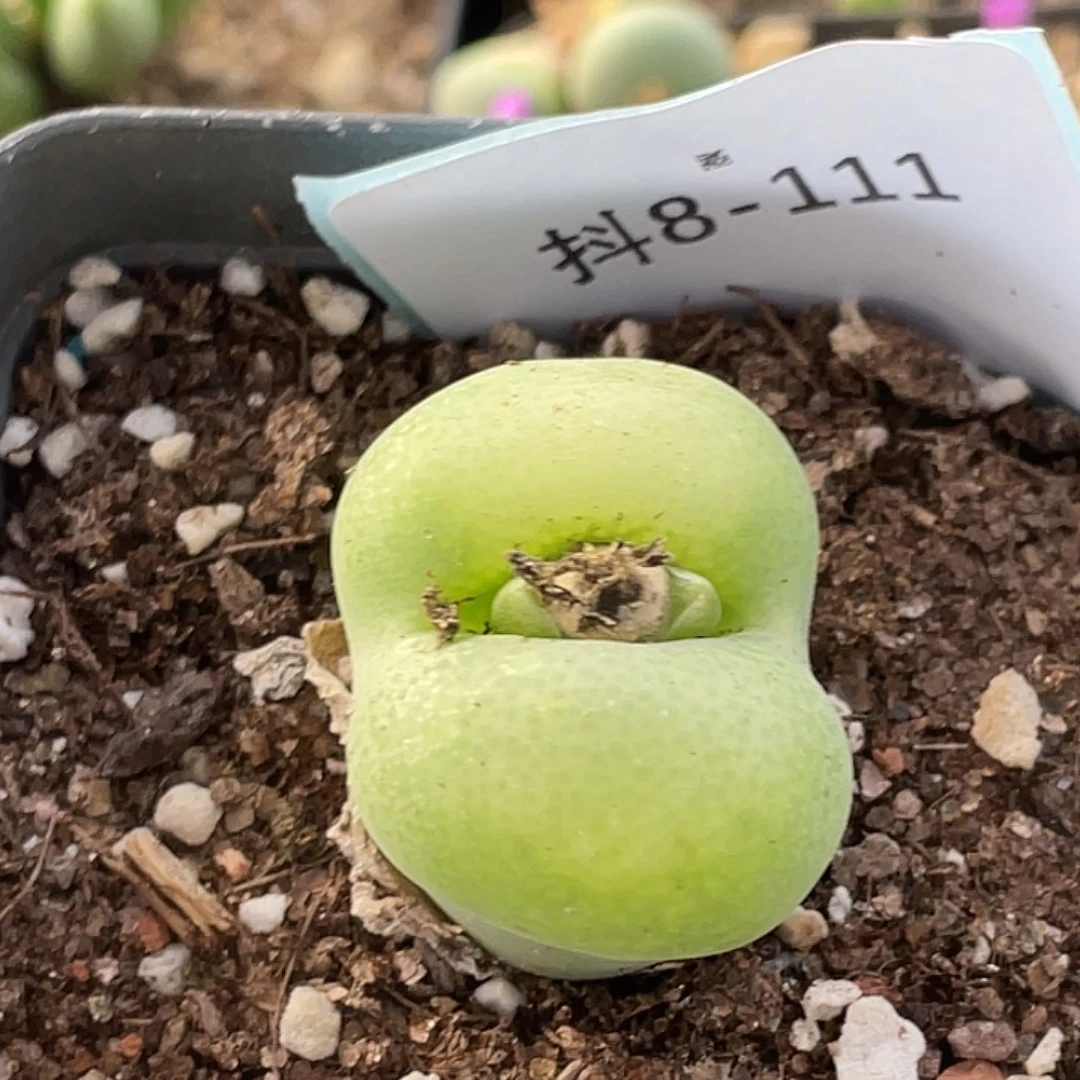 8-111崔光多肉植物