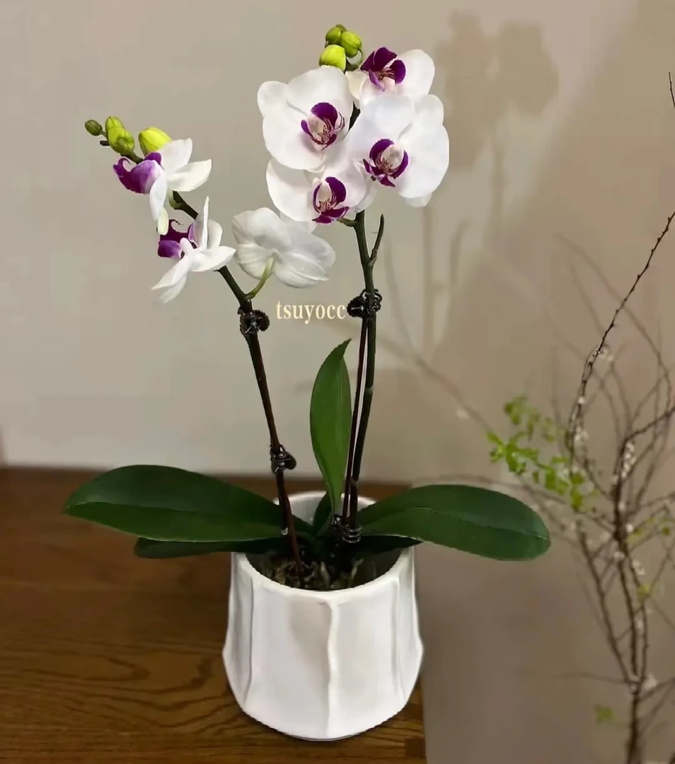 【双剑雪域蝴蝶兰3.0大杯】带花苞带花