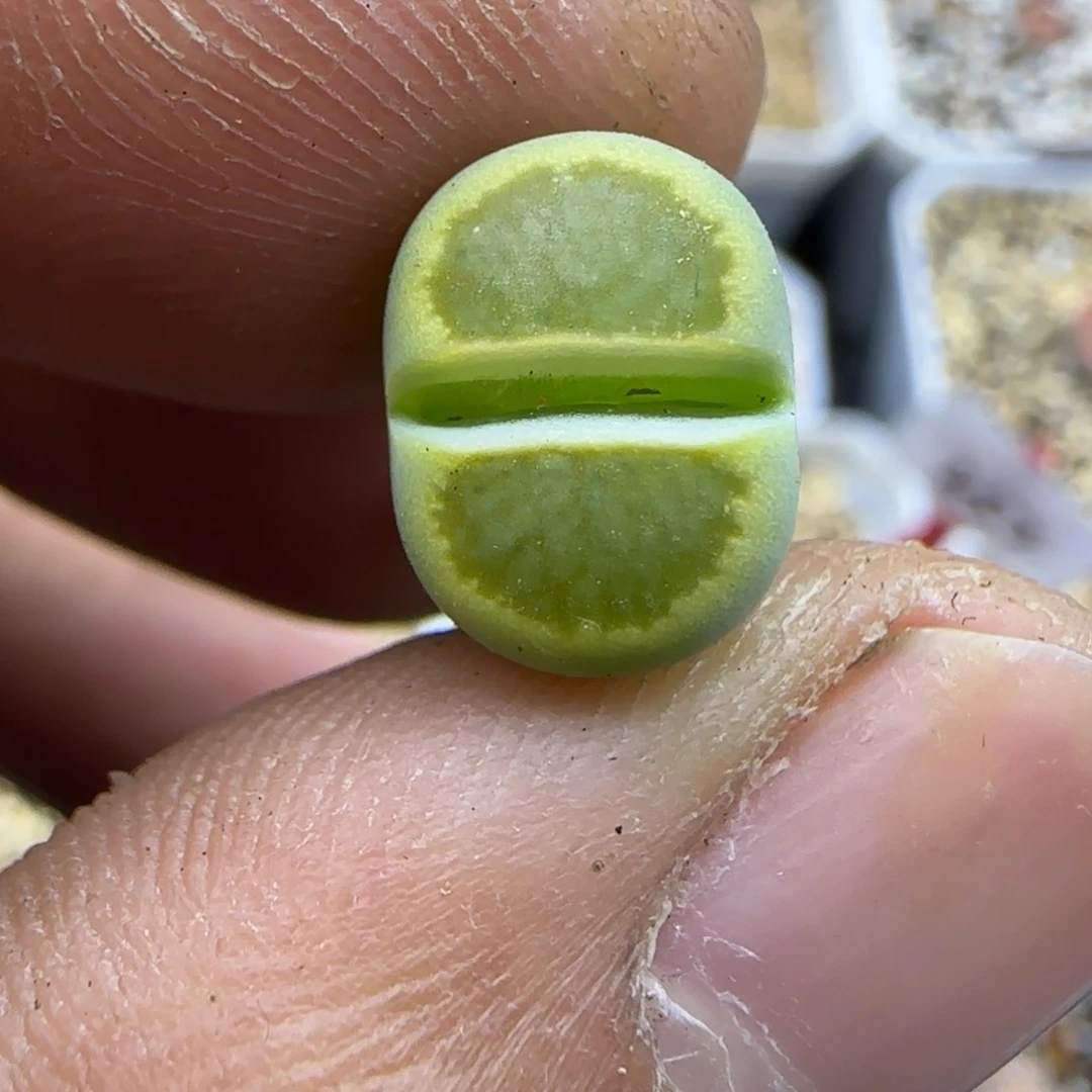 481 生石花大棚直播