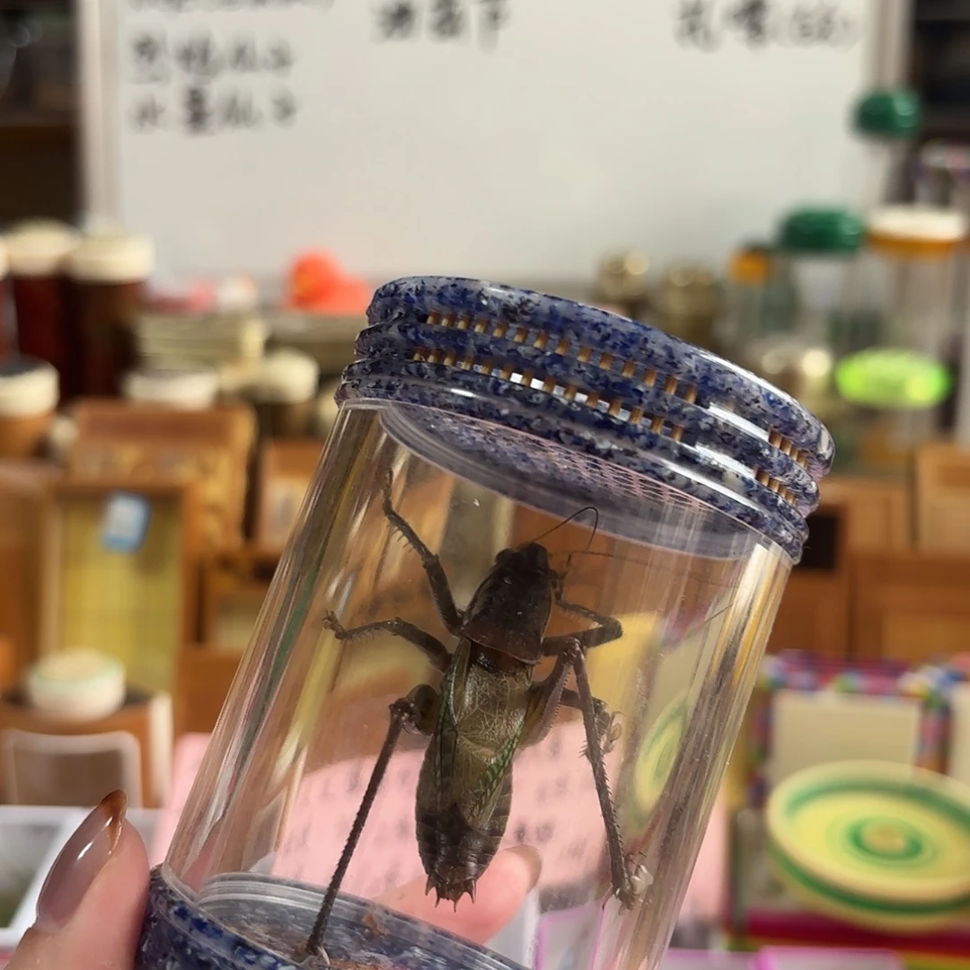 药蝈蝈 蝈蝈罐一套