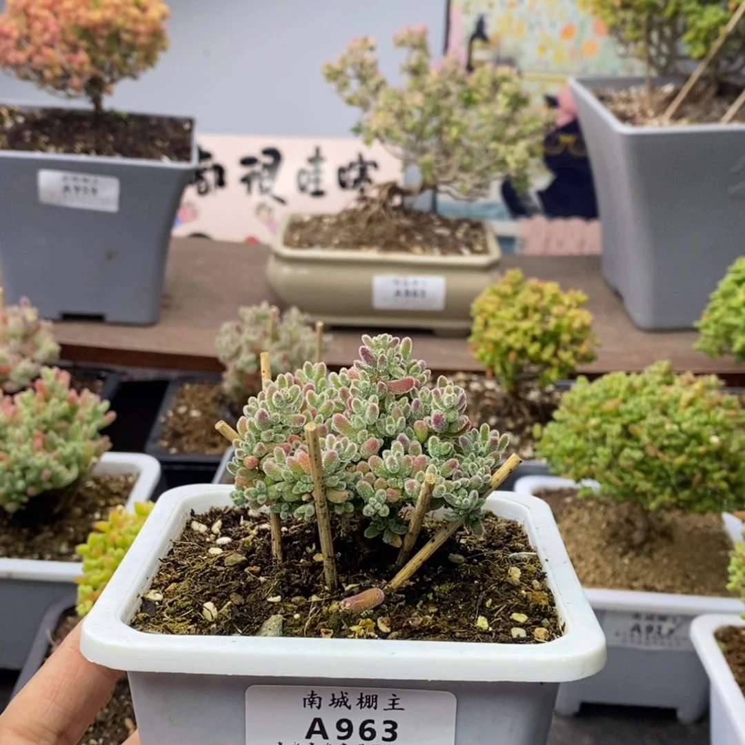 963优选冰晶枝干番杏
